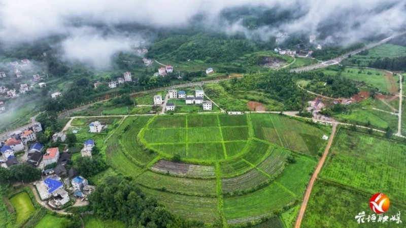 花垣建成湘西最大茶叶“基因库”
