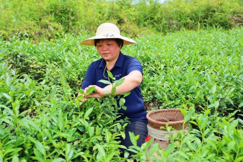 翁玉：遵循“自然法则” 茶叶“未制先订”