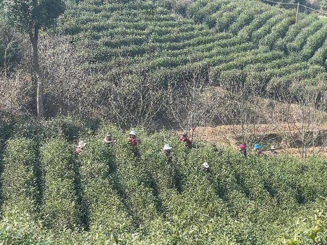 慈溪第一高山村的第一锅春茶来了