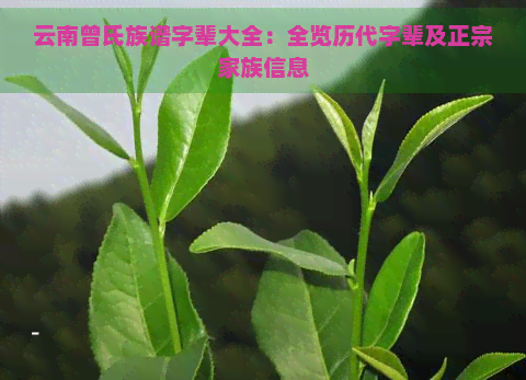 云南曾氏族谱字辈大全：全览历代字辈及正宗家族信息