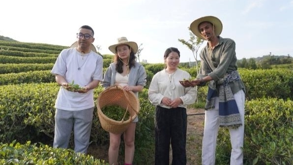 以茶为媒·感知中国 上政学生解锁福鼎白茶赋能乡村振兴密码