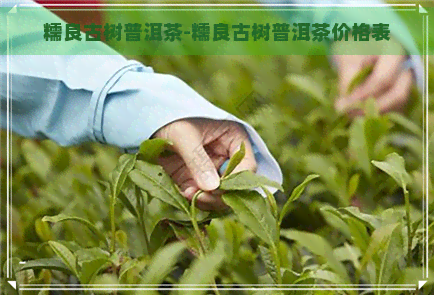 糯良古树普洱茶-糯良古树普洱茶价格表