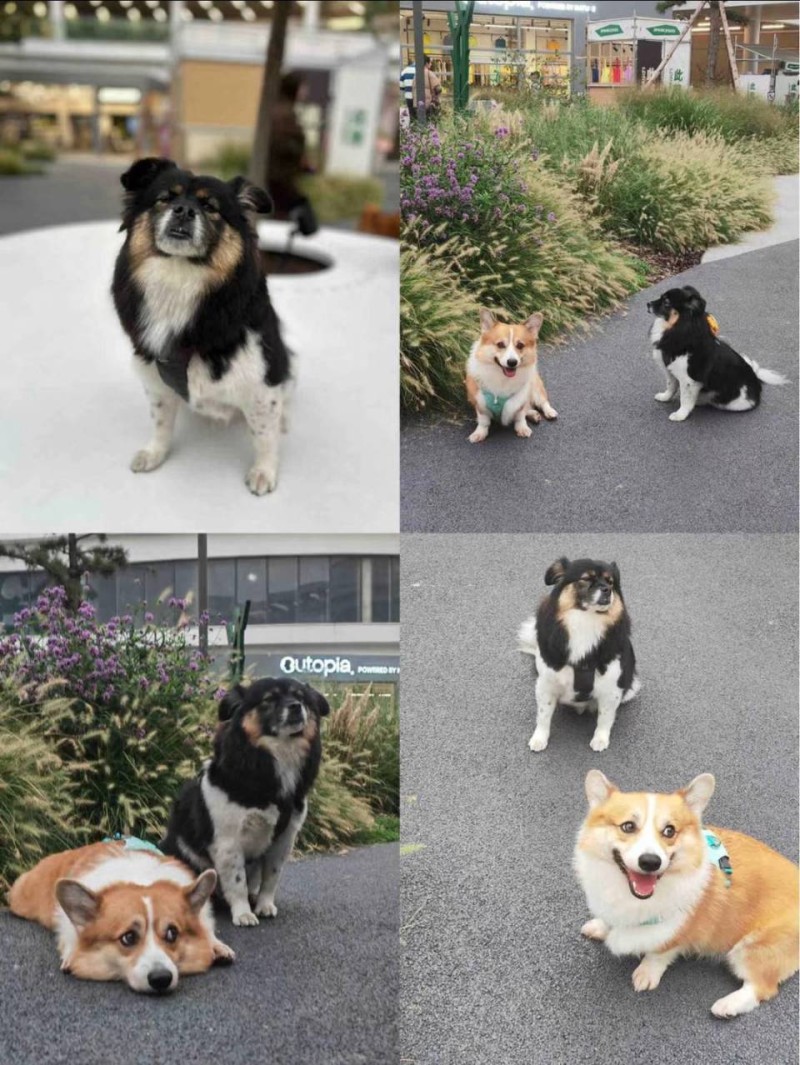 成都一宠物友好商业公园种植“害宠”草类？ 商家回应：景观协调调整中 已加强提示丨云求助