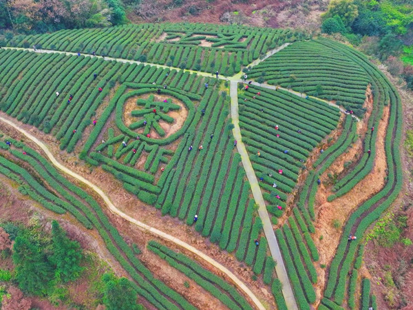 綦江：扩大“产业＋”半径 打造“三农三增”綦江样板