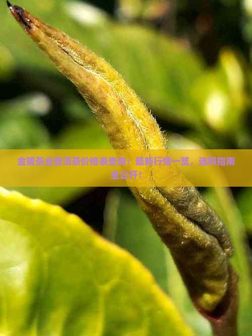 金隆茶业普洱茶价格表查询